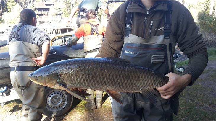 Una delle carpe erbivore pescate dal lago di Fiè (Foto: ASP)