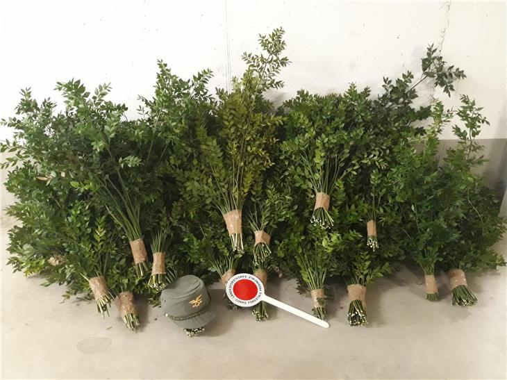Alcuni dei mazzi di pungitopo sequestrati dal Corpo forestale provinciale (Foto: ASP)