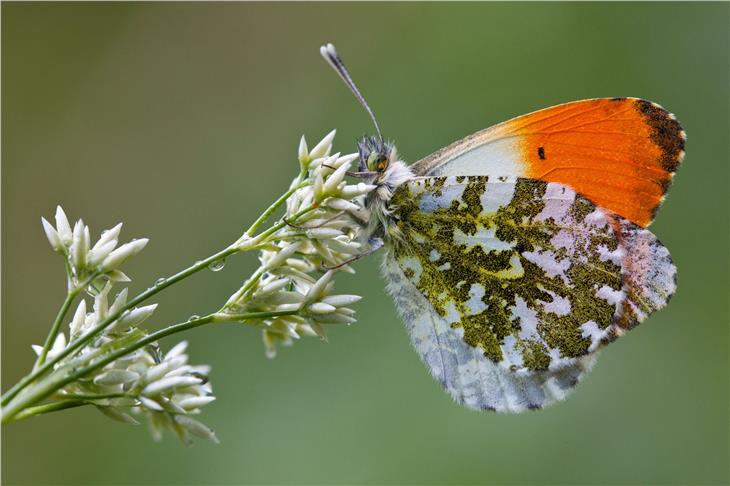 La mostra temporanea sulle farfalle "Bye Bye Butterfly" è stato uno degli highlight dell'estate 2019 nel Centro visite Puez-Odle. Nella foto una farfalla aurora (Foto: Sepp Hackhofer)