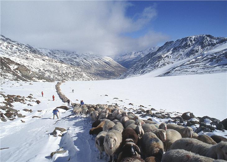 La transumanza del bestiame in Alto Adige (Foto: IDM/Mario Entero)