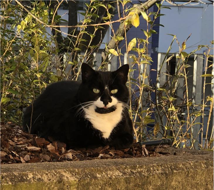 Fino al 3 aprile 2020 le registrazioni nel database degli animali d’affezione del Servizio veterinario potranno avvenire per telefono o via posta elettronica (Foto:ASP/Silvana Amistadi)